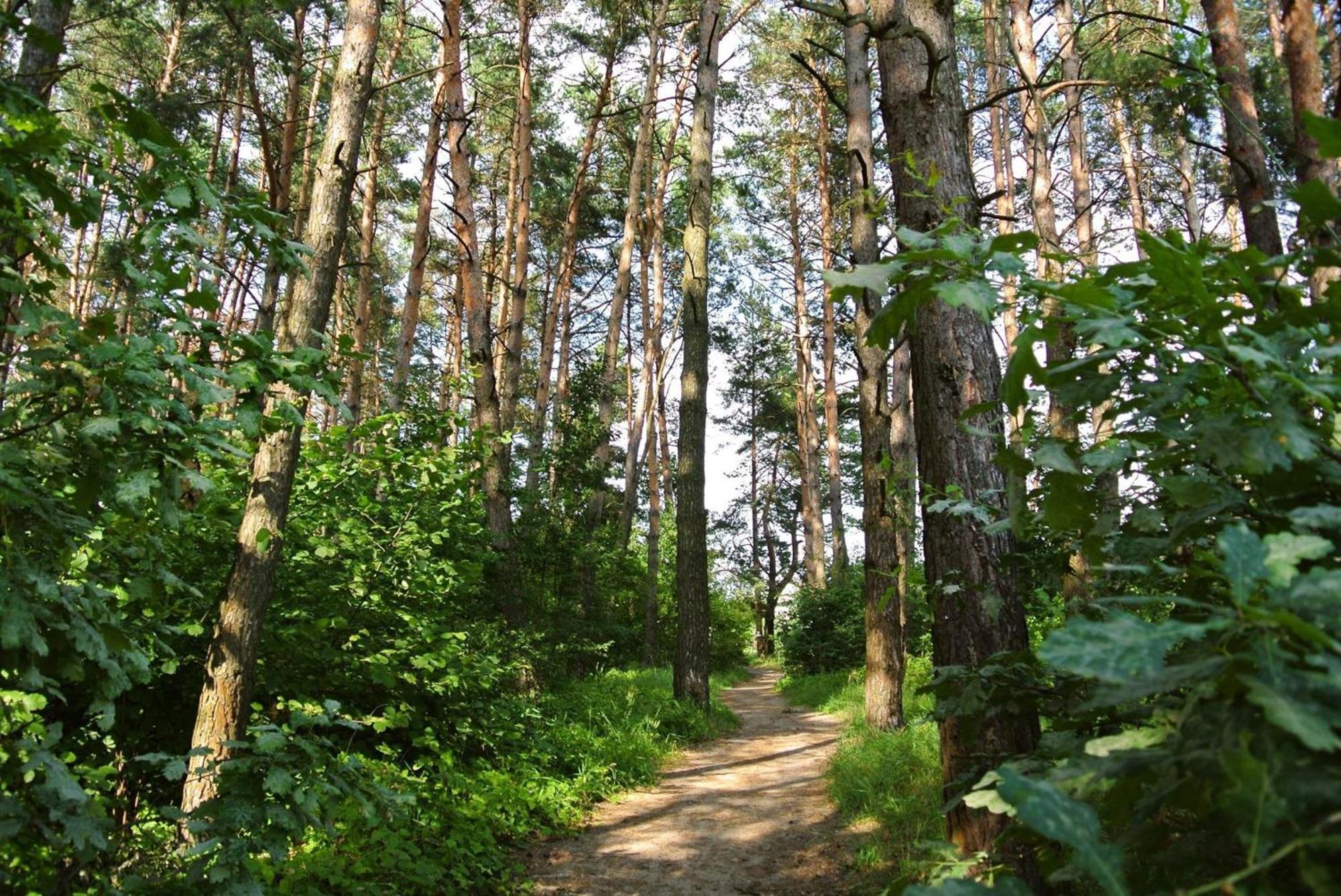 Scandinavia Bungalow Βίλα Kam'yana Hora Εξωτερικό φωτογραφία